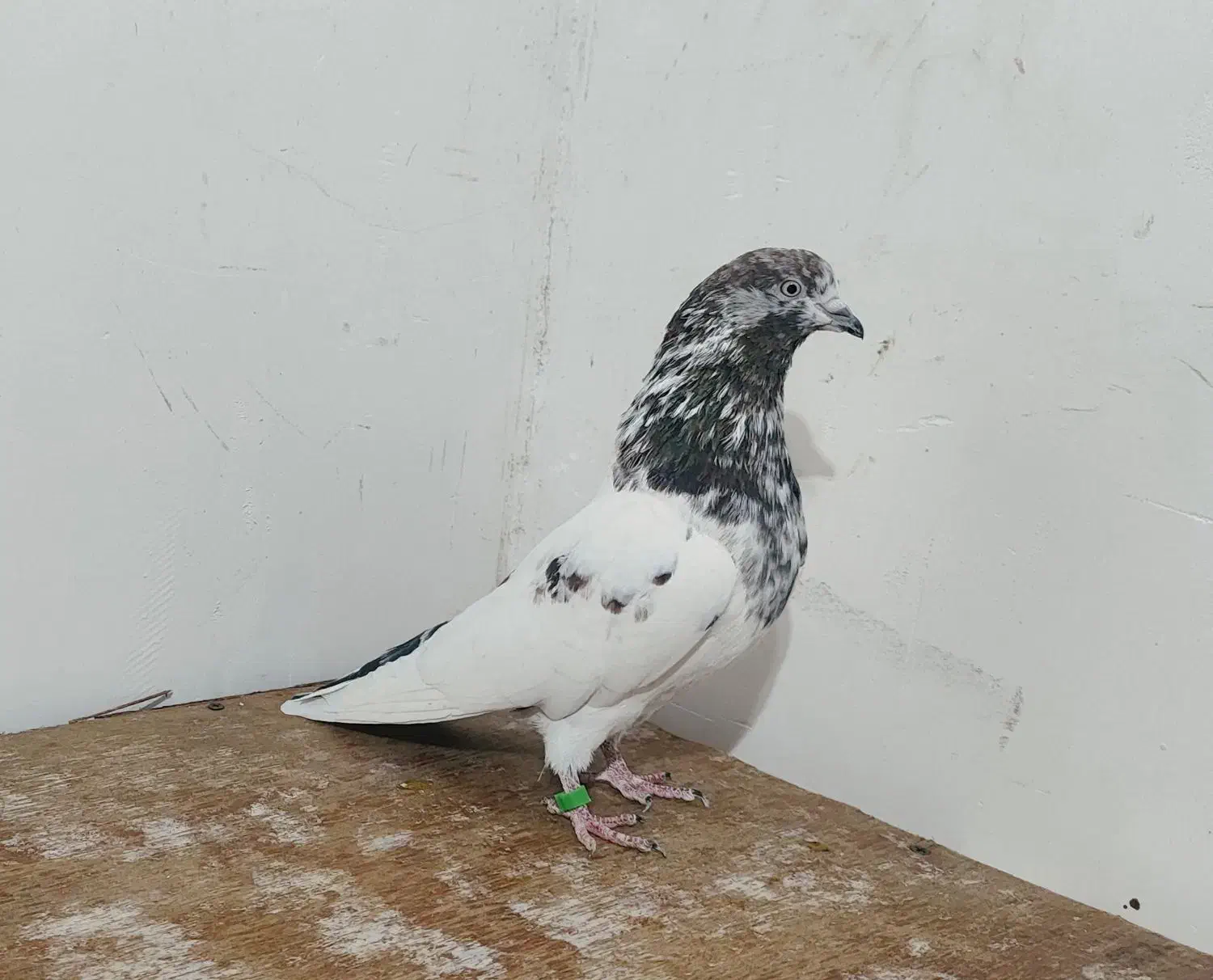 کبوتر پرشی|پرنده|آستانه اشرفیه, |دیوار