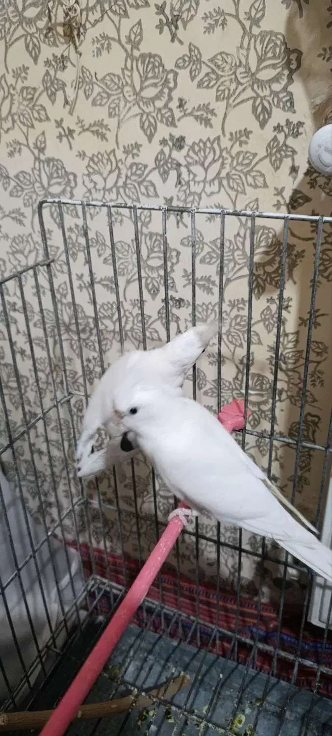 عروس هلندی|پرنده|گلبهار, شهر جدید گلبهار|دیوار