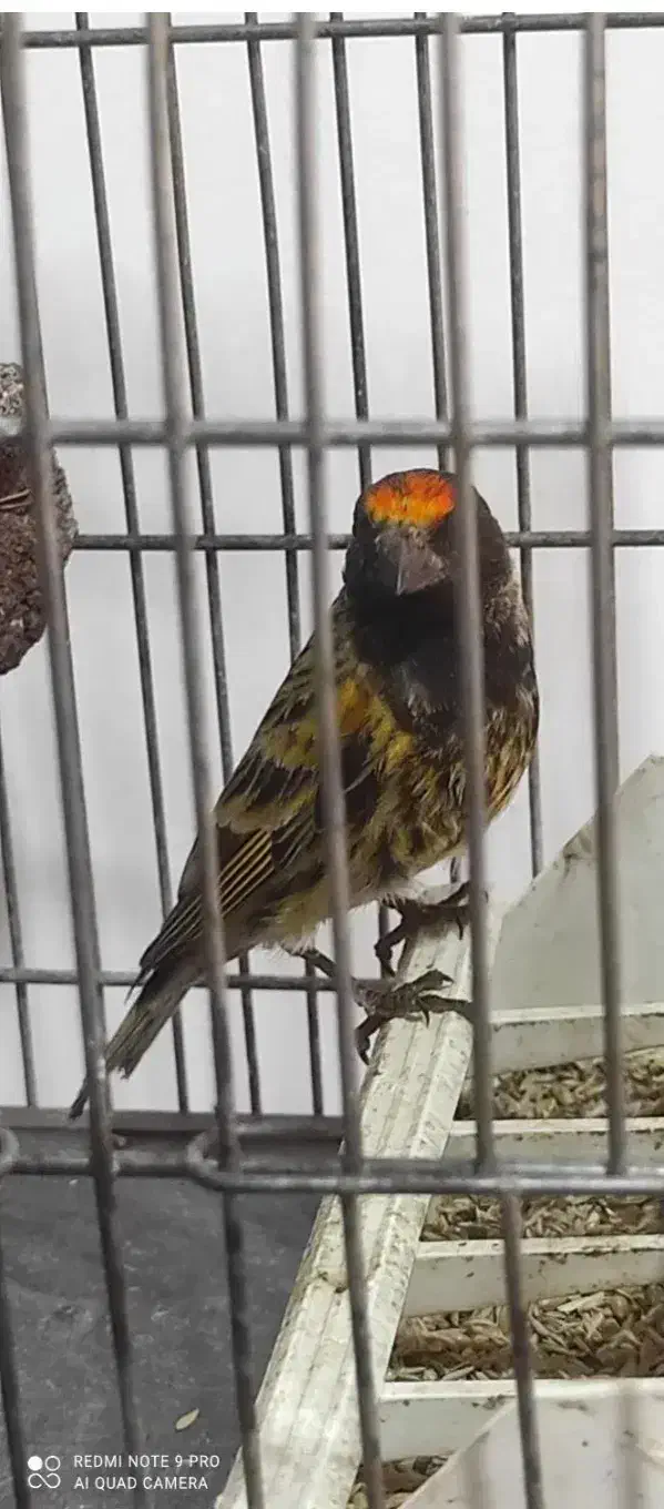 سهره گلبسر|پرنده|ملایر, |دیوار