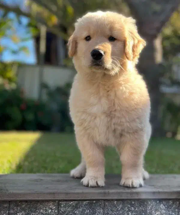 سگ گلدن رتریور توله گلدن رتریور دماهه|سگ|شیراز, ارم|دیوار