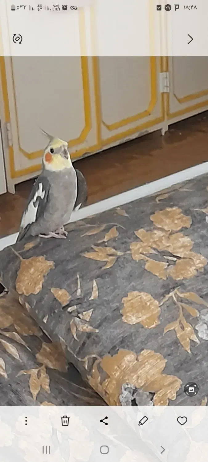 گمشده|حیوانات|آران و بیدگل, |دیوار