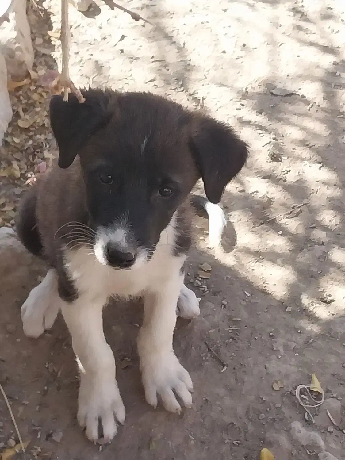 توله سگ|سگ|اسفراین, |دیوار