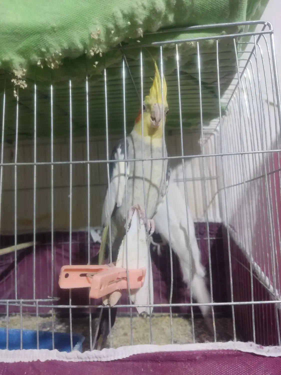 عروس هلندی|پرنده|ارومیه, |دیوار