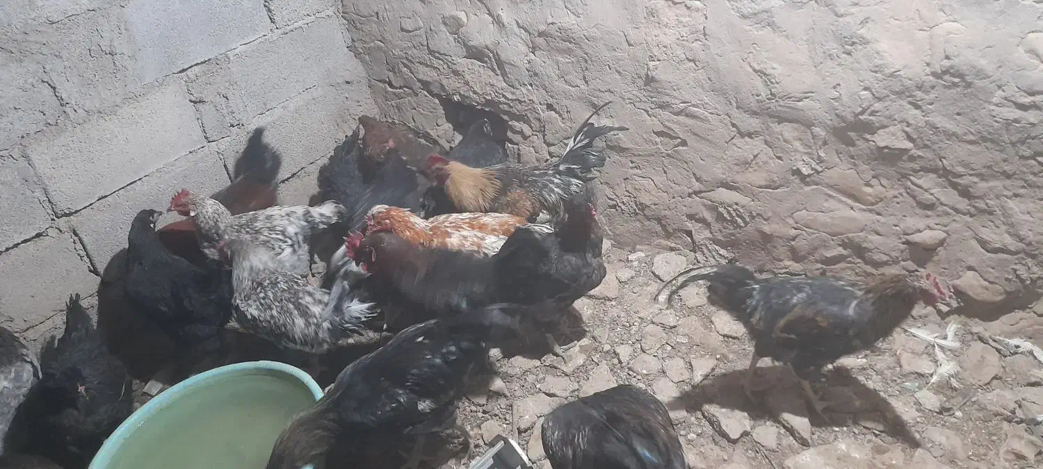 مرغ وخروس گلپایگانی|حیوانات مزرعه|مسجد سلیمان, |دیوار