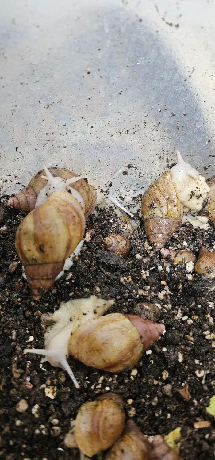 حلزون کلاژن ساز آچاتینو آلبینو|خزنده|شیراز, طلاب|دیوار