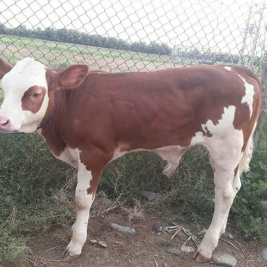 سیمینتال ۱۰۰کیلو الی ۳۰۰کیلو بفروش میرسد|حیوانات مزرعه|قم, جوی شور|دیوار