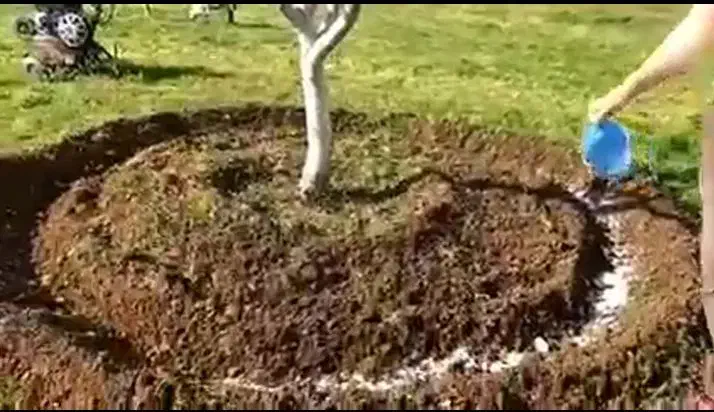 چالکود زمستانه درختان و هرس و تعویض خاک باغچه و..|خدمات باغبانی و درختکاری|شیراز, شهرک گلستان|دیوار