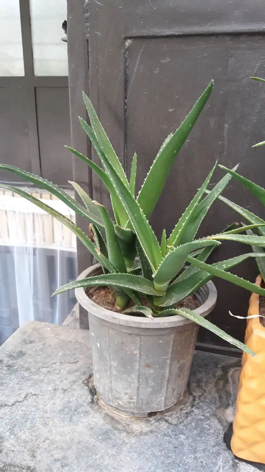 گلدون شاخ بزی|گل مصنوعی|مشهد, امام خمینی|دیوار