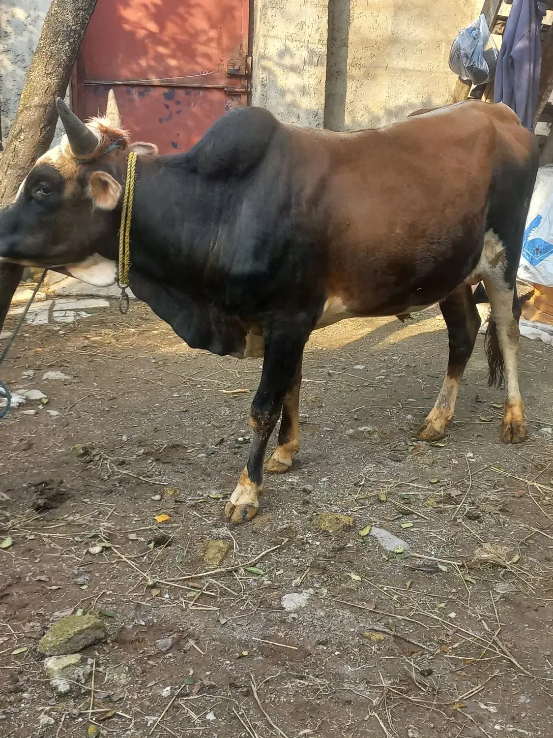 ورزا محلی|حیوانات مزرعه|رشت, پیرکلاچای|دیوار