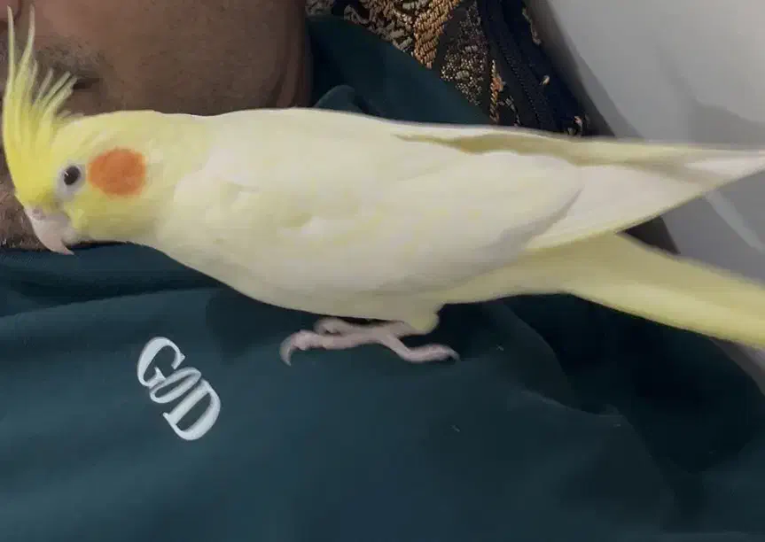 عروس هلندیم گمشده|حیوانات|دزفول, |دیوار