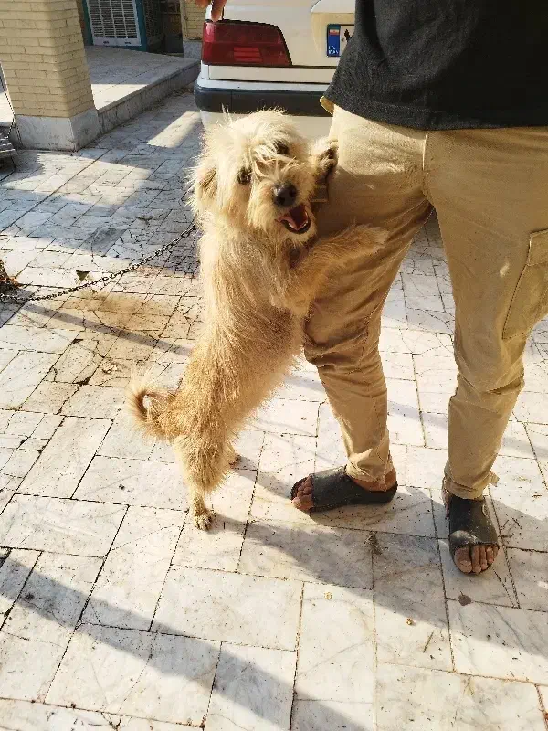 یک جفت سگ|سگ|رفسنجان, |دیوار