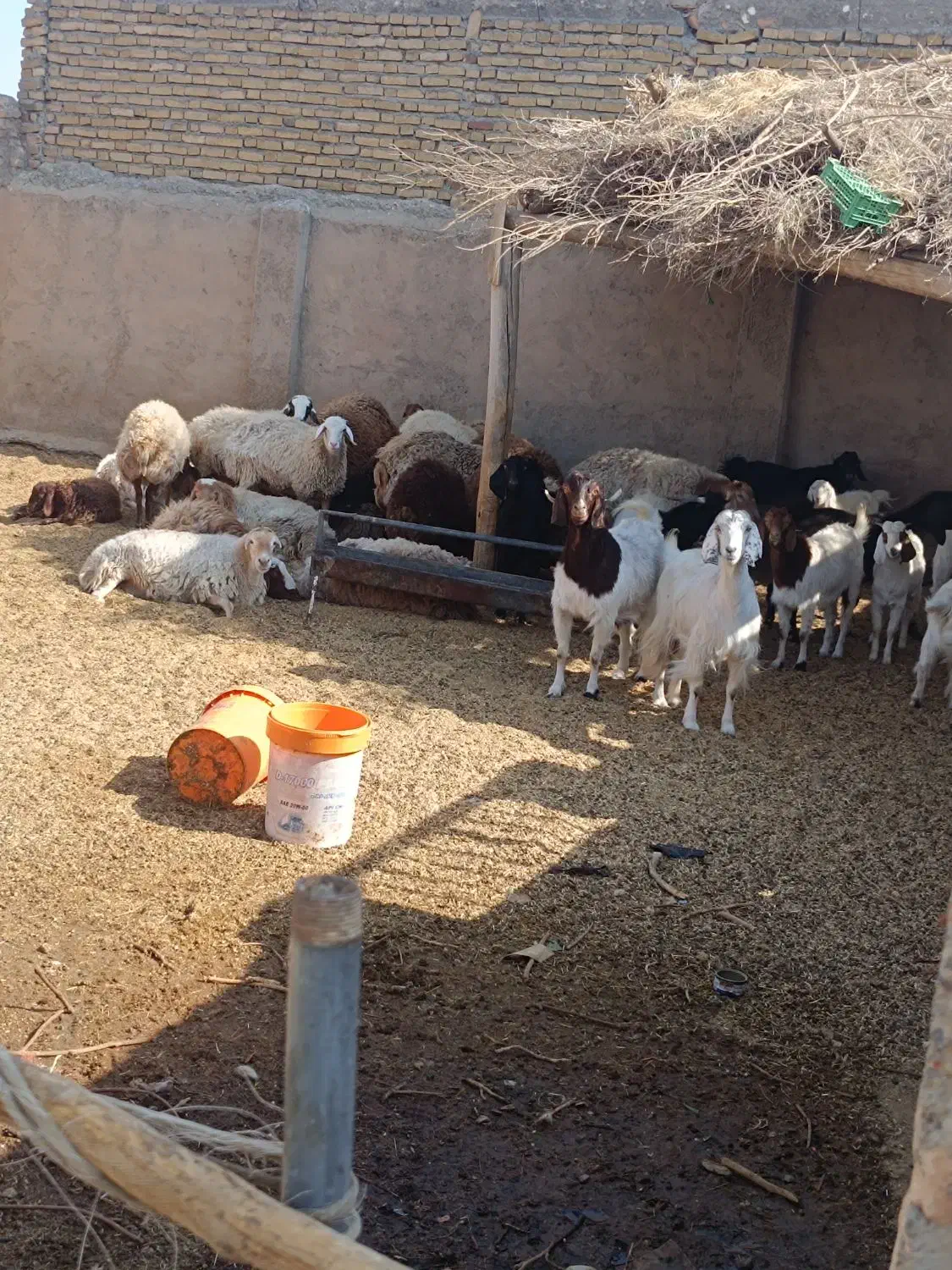 گوسفند ۱۰تا ماده (میش)۱۰تا نر همه سالم|حیوانات مزرعه|نوده انقلاب, |دیوار