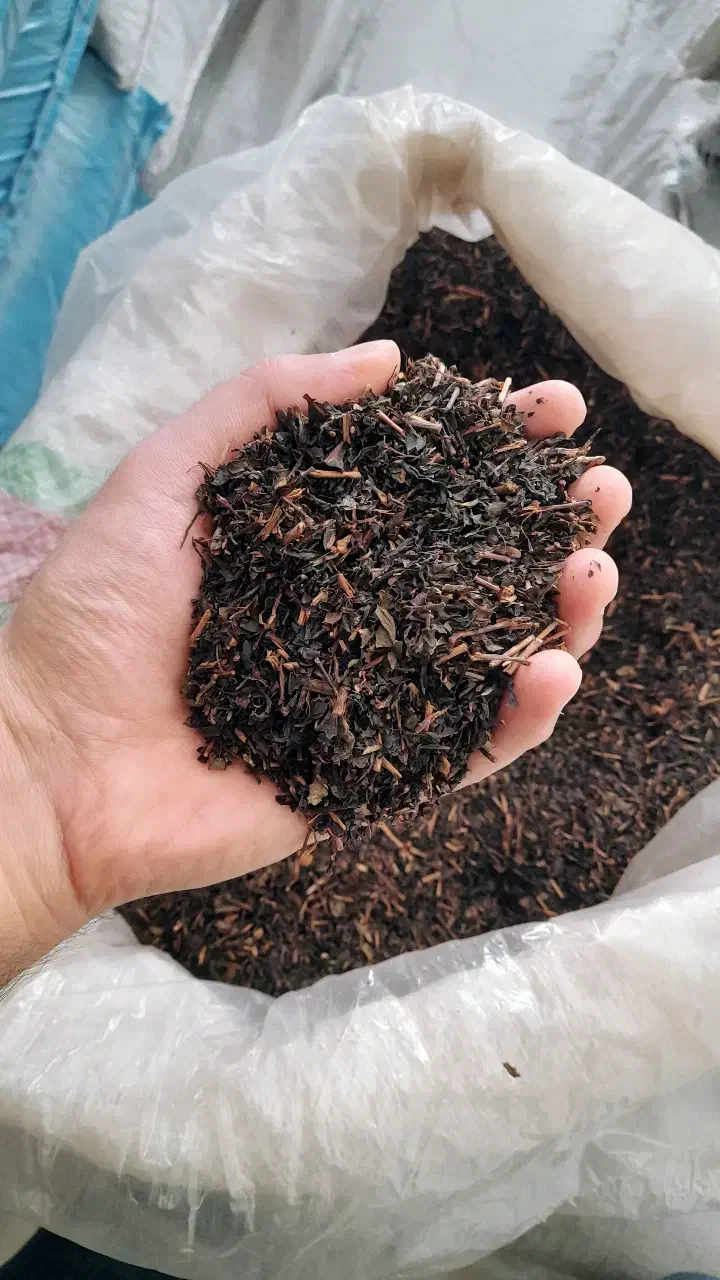 چای ساقه قوی (فروش از یک‌ گونی به بالا ۸۵ تومان)|خوردنی و آشامیدنی|رشت, یخسازی|دیوار