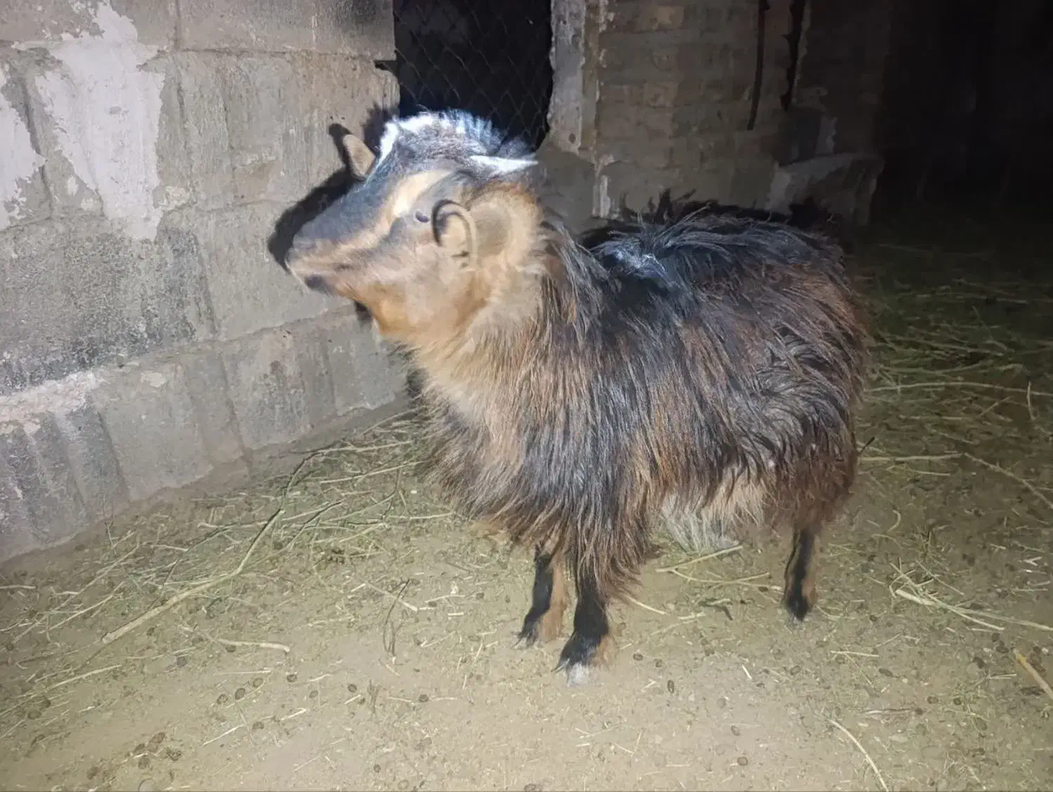 یک عدد بزغاله ماده قیمت عالی سالم محلی|حیوانات مزرعه|آیسک, |دیوار