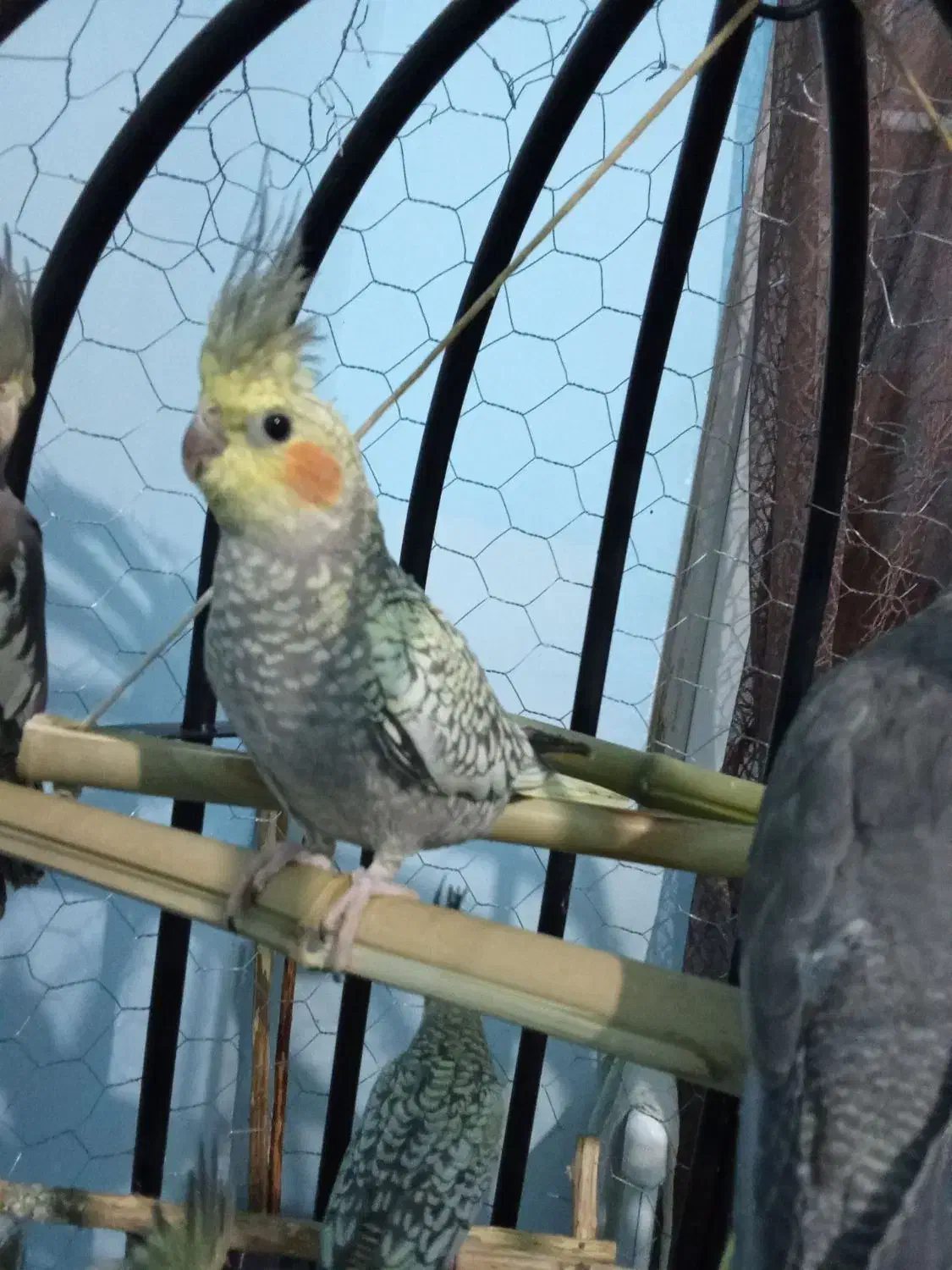 عروس هلندی|پرنده|رشت, نخودچر|دیوار