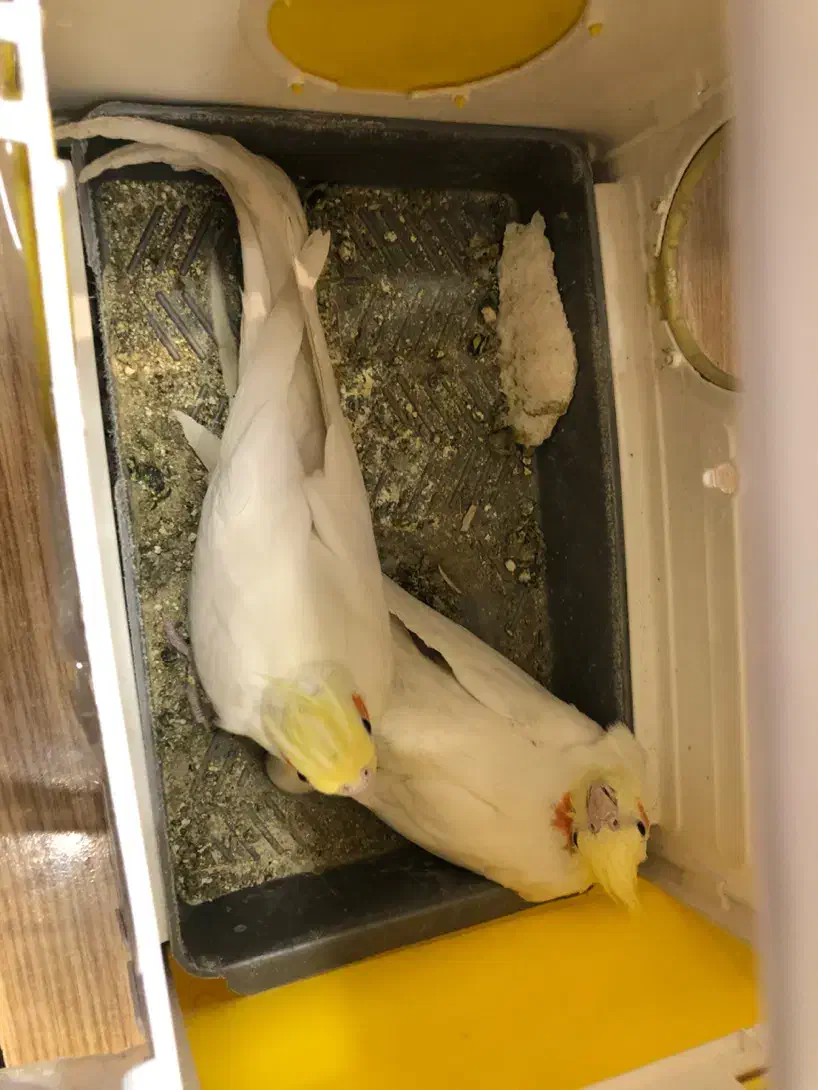 عروس هلندی جفت مولد|پرنده|مشهد, رضاشهر|دیوار