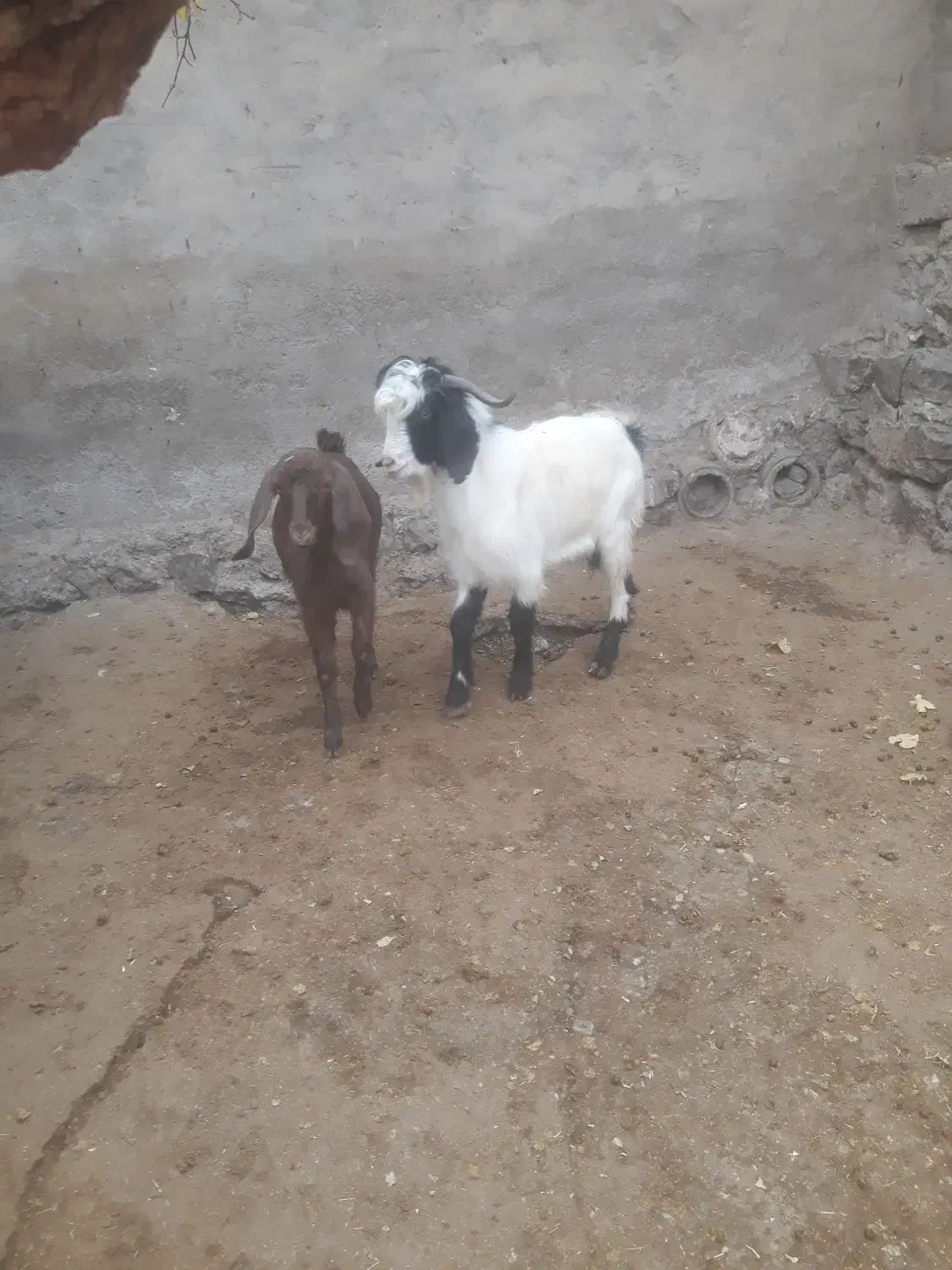 بزغاله نر وماده چاق موجود است|حیوانات مزرعه|صحنه, |دیوار