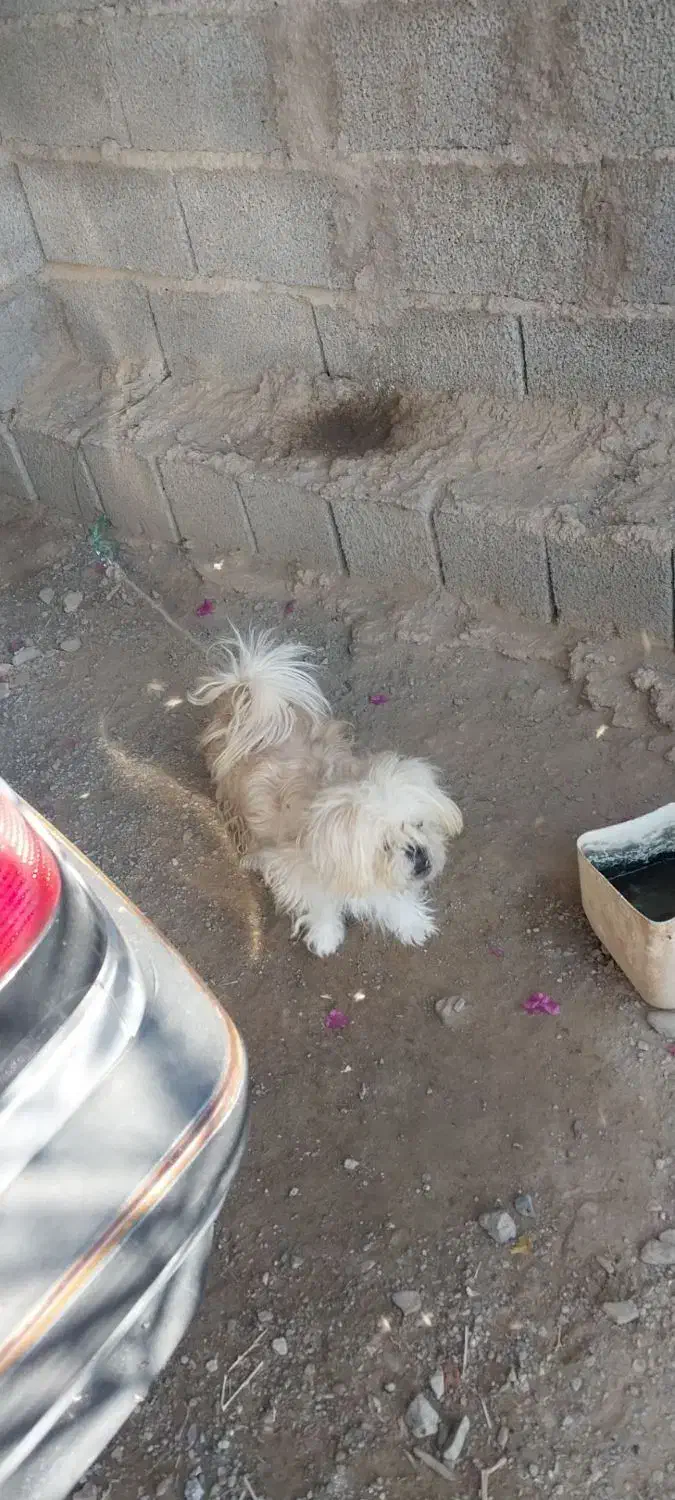 سگ پا کوتاه|سگ|جیرفت, |دیوار