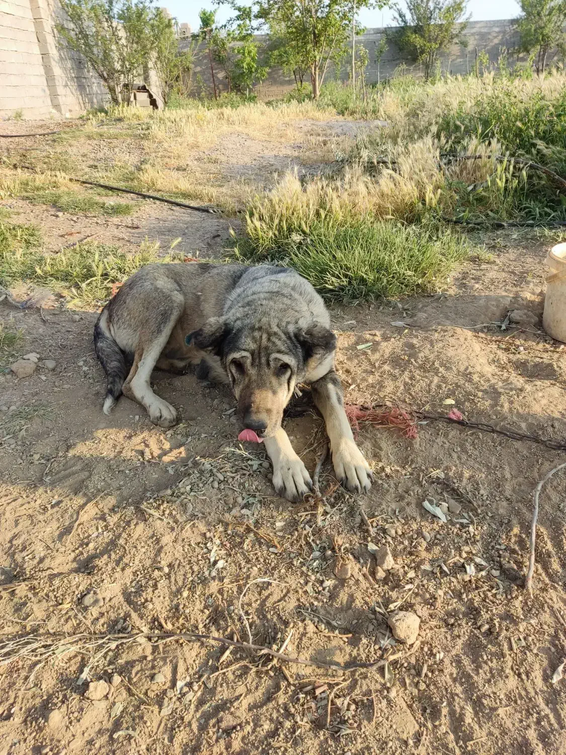 گم شده سگ ماده توله داره|سگ|میاندوآب, |دیوار