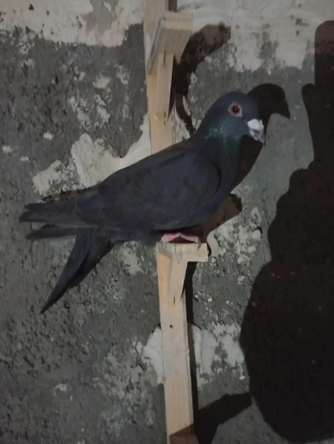 کفتر|پرنده|مشهد, مشکینی (شهرک غرب)|دیوار