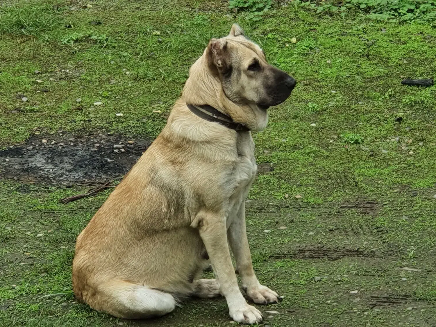 توله های سراب اصیل|سگ|سنگر, |دیوار