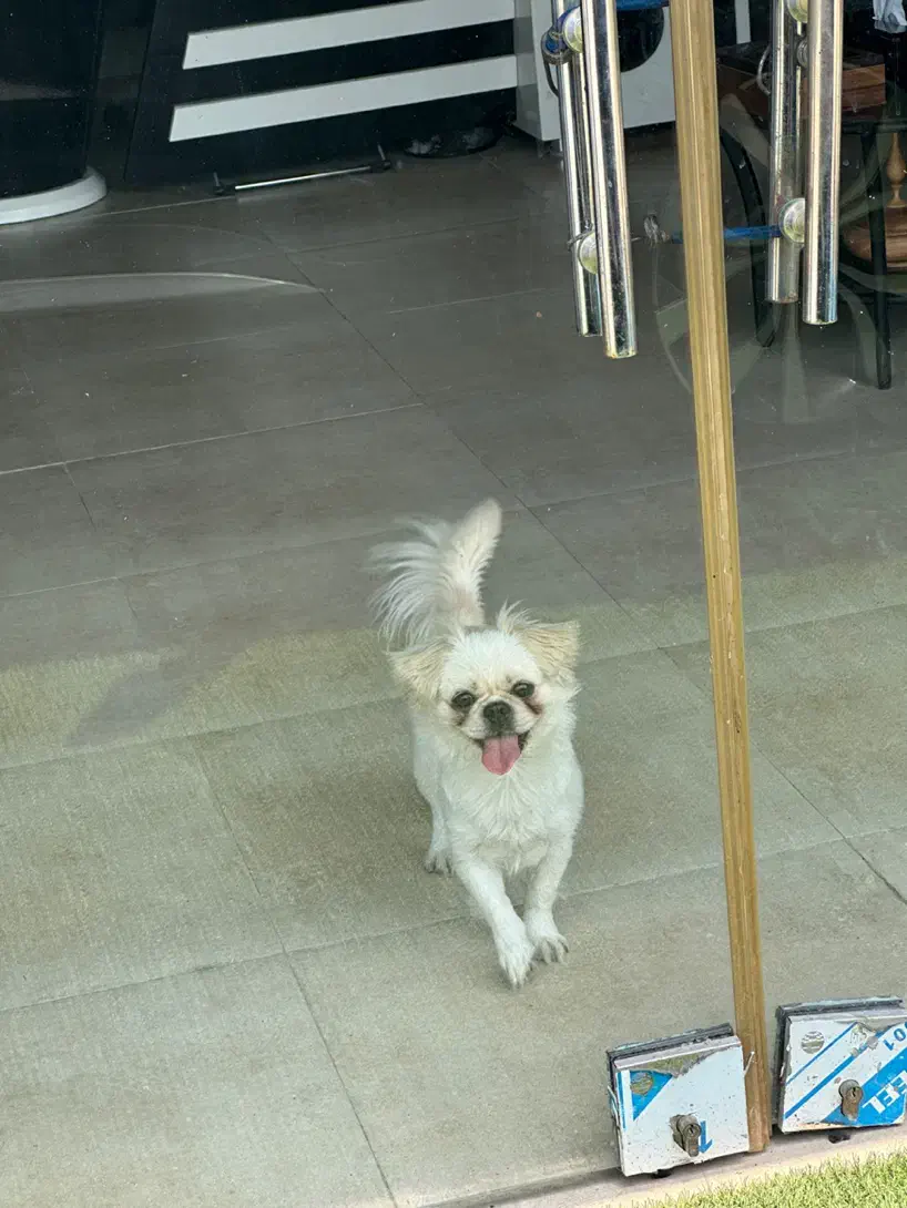 واگذاری سگ بیکینیز|سگ|بابلسر, |دیوار