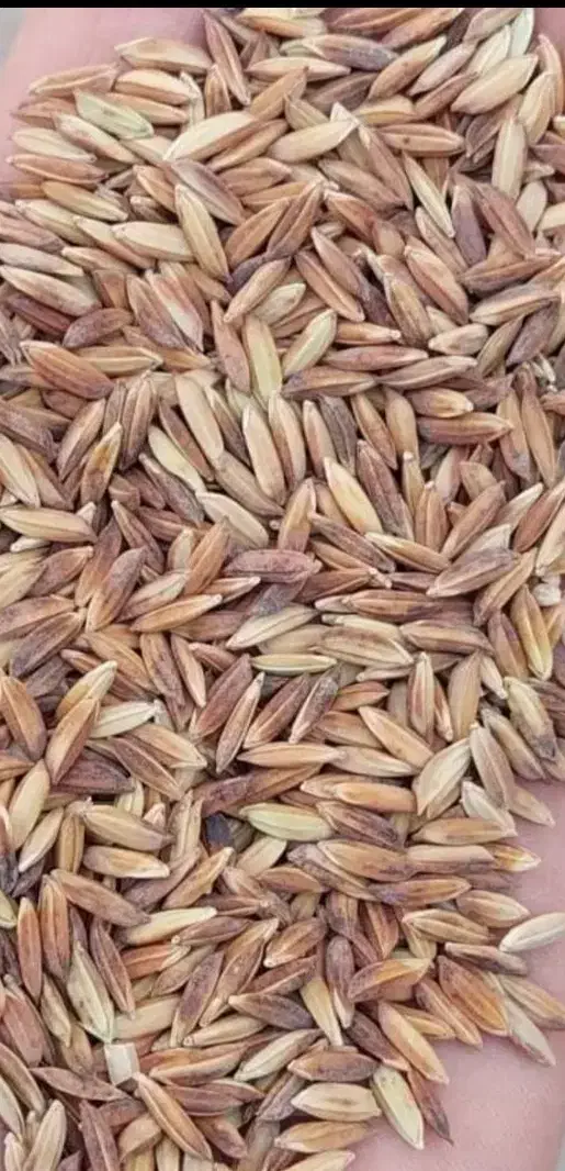 برنج و نیم دانه|خوردنی و آشامیدنی|شوشتر, |دیوار