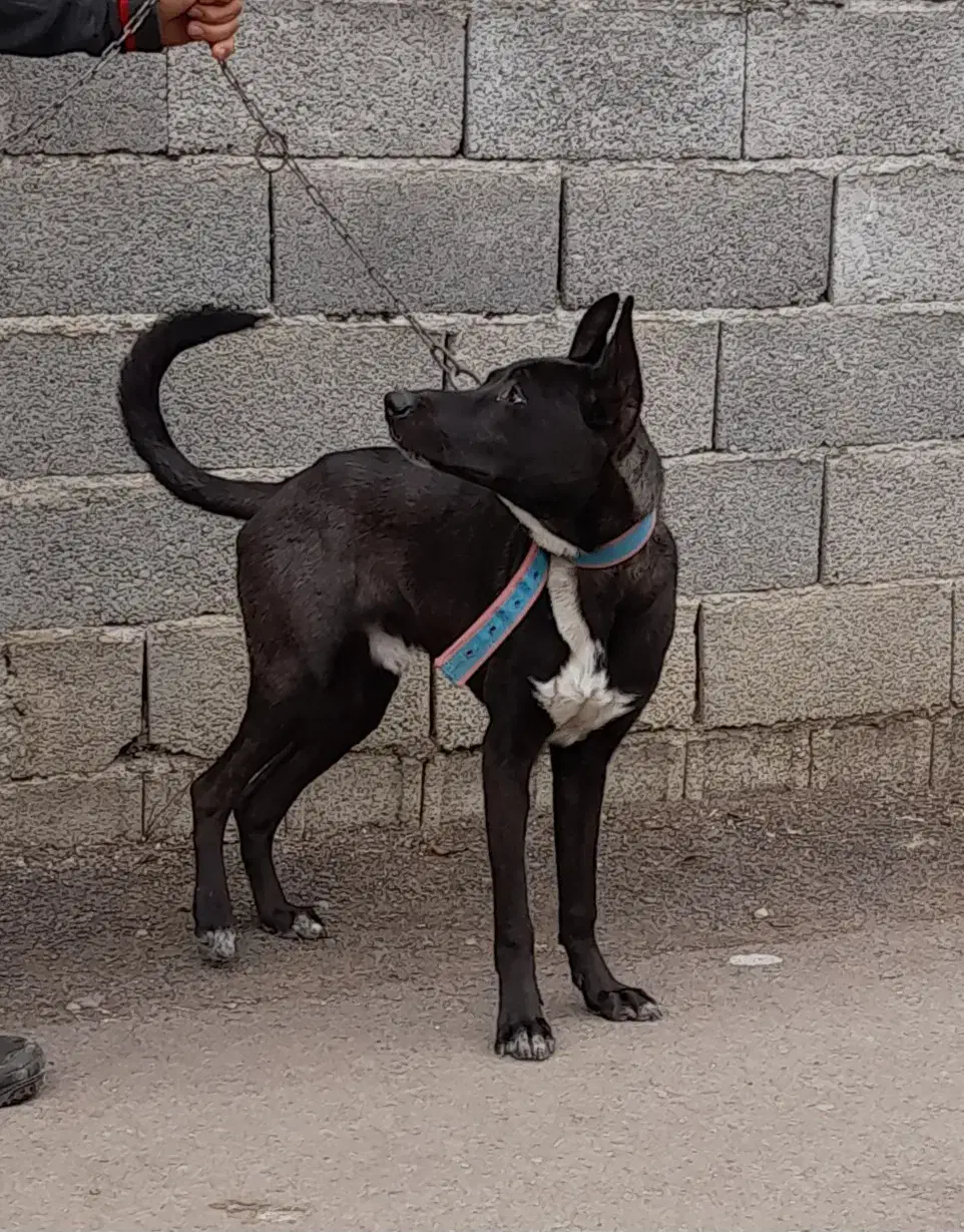 سگ‌گریت‌دین|سگ|رشت, لاکان|دیوار