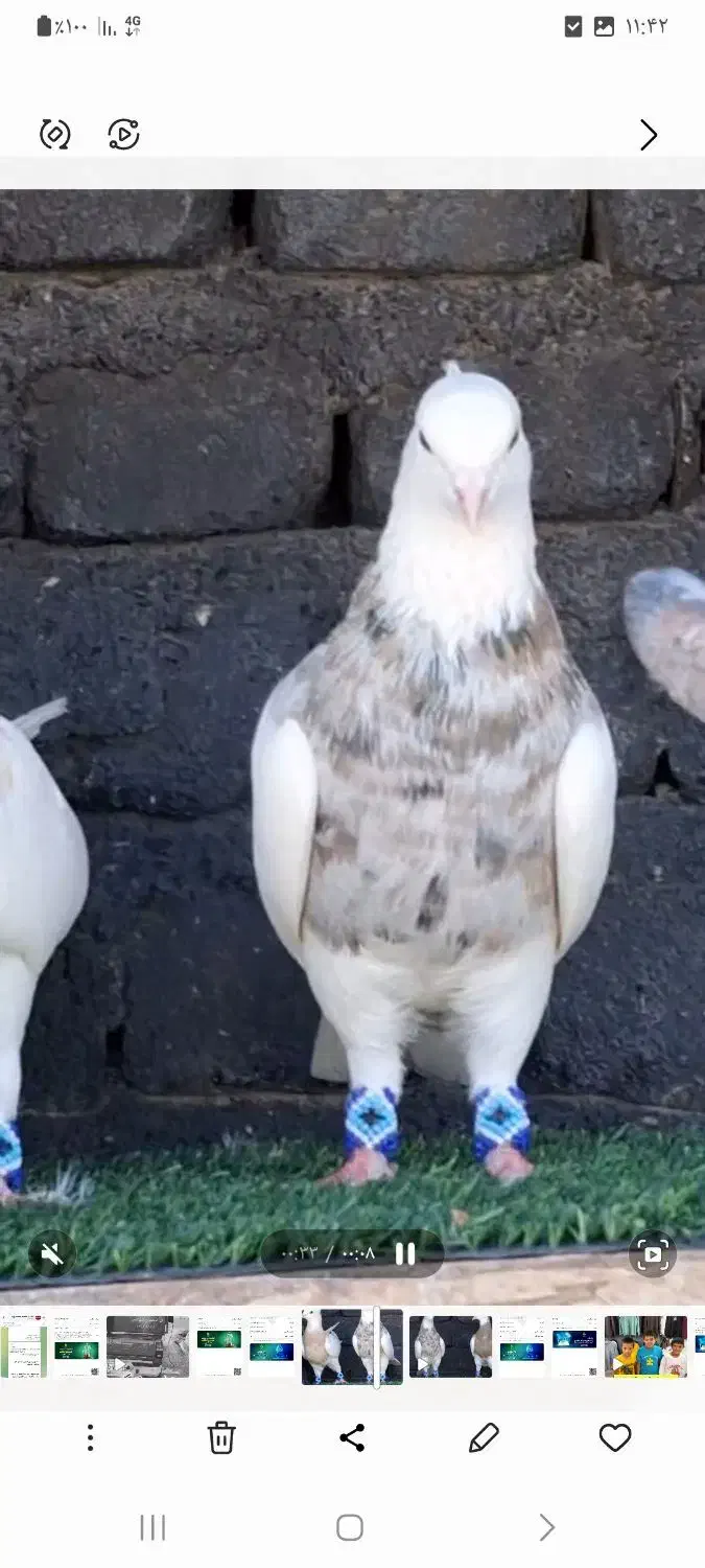 کبوتر طوقی|پرنده|سامان, |دیوار