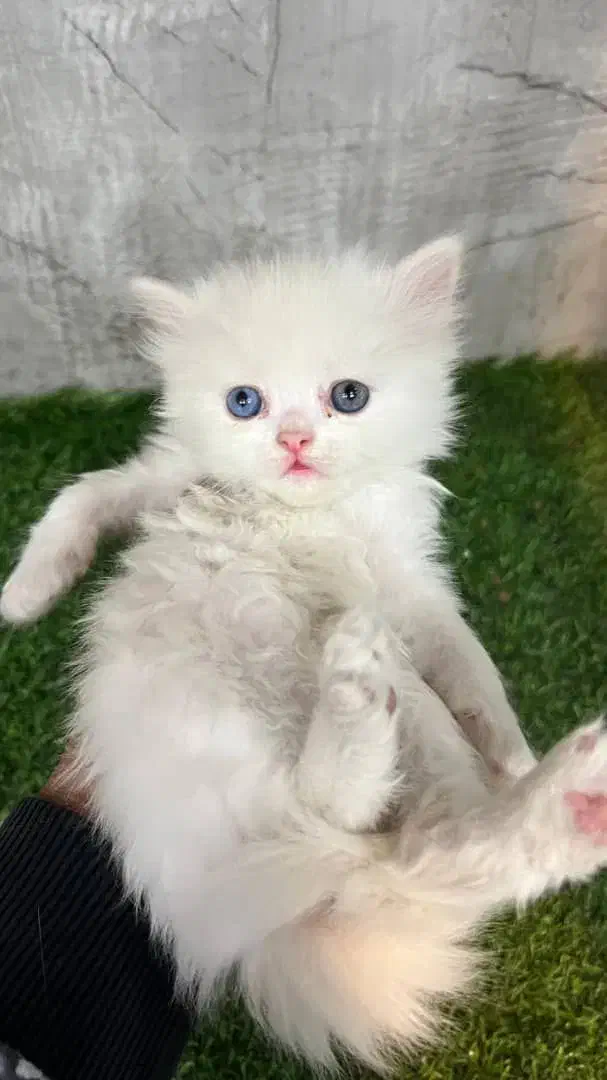 گربه بریتیش و اسکاتیش اصیل|گربه|کرج, عظیمیه|دیوار