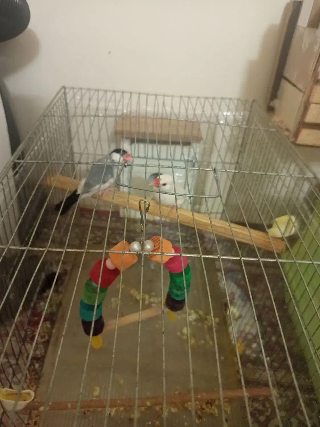 فنچ نرگسی جفت|پرنده|اسلامشهر, مسکن مهر اسلاشهر (شهرک امام خمینی)|دیوار