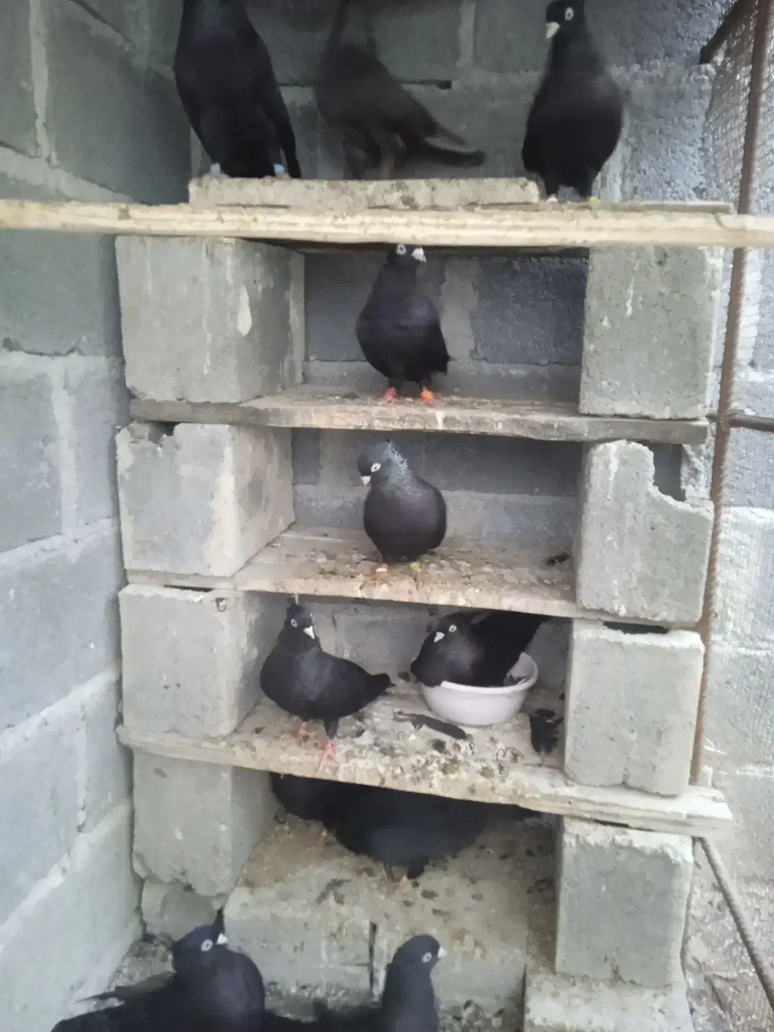 سیاه آبادانی زیبا و تمیز|پرنده|بندر کنگان, |دیوار