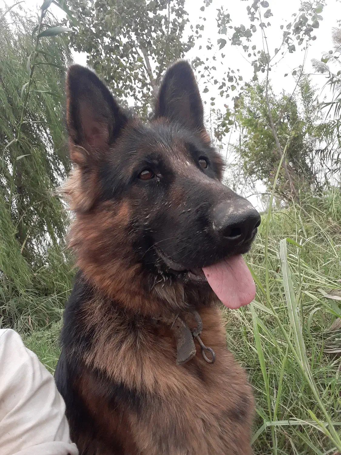 گمشده|سگ|فریدونکنار, |دیوار