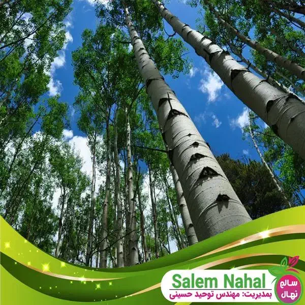 صنوبر نیگرا۲متری سود بالا انتخاب هوشمندانه|خدمات باغبانی و درختکاری|چالدران, |دیوار