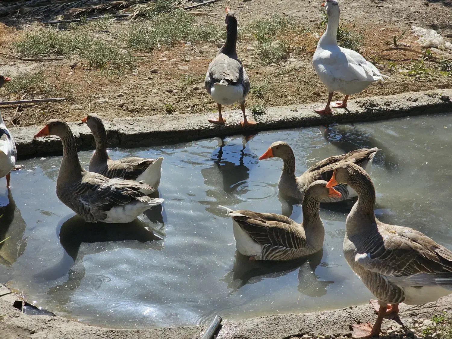 تعداد ۱۵ عدد غاز خانگی درشت|حیوانات مزرعه|کازرون, |دیوار