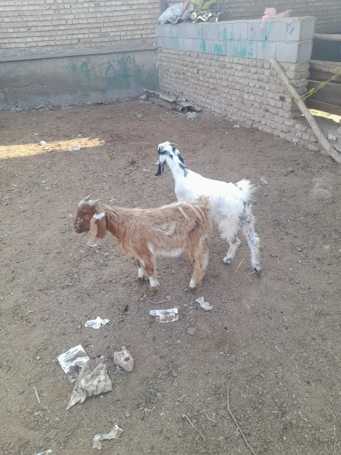 بزغاله های بسیار سالم خوراک خور|حیوانات مزرعه|گنبد کاووس, |دیوار