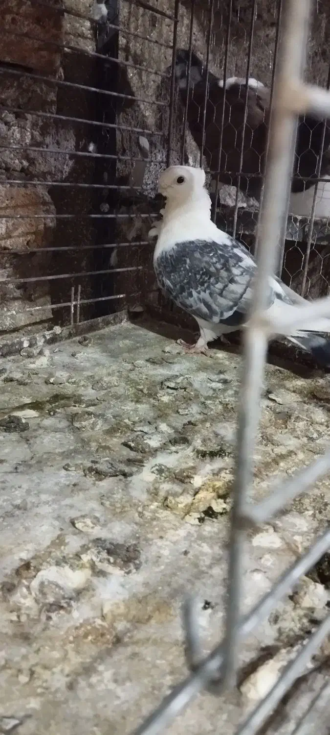 کبوتر بلژیکی جفت وجوجه|پرنده|کهریزک, |دیوار