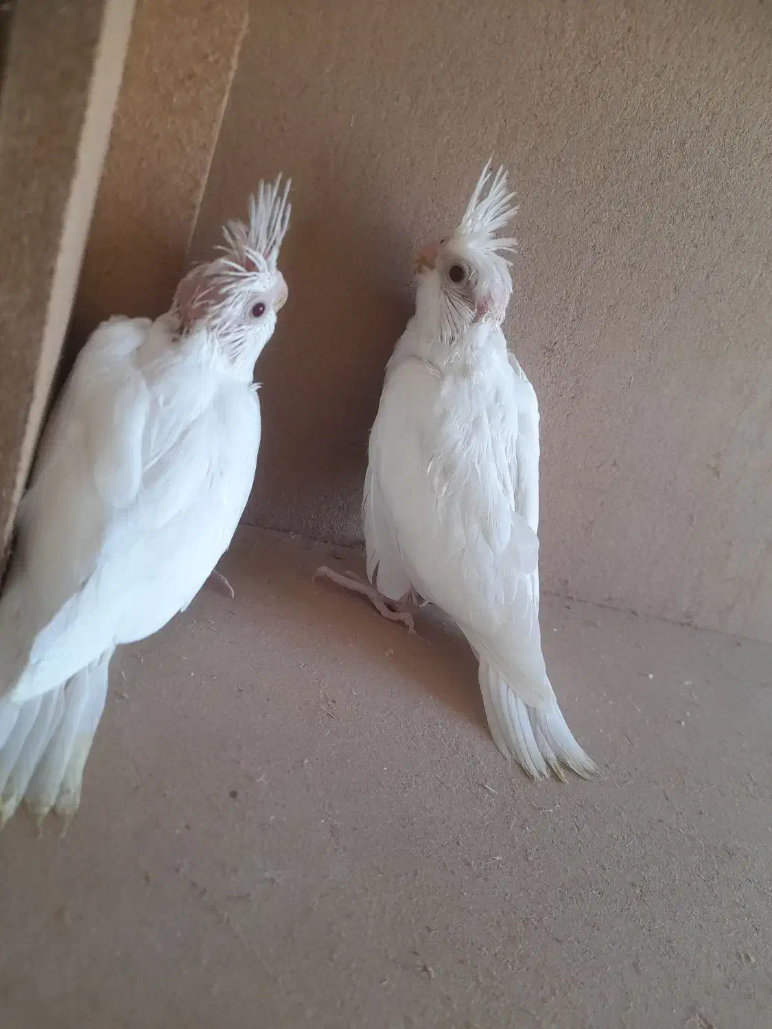 پرنده|پرنده|میناب, |دیوار