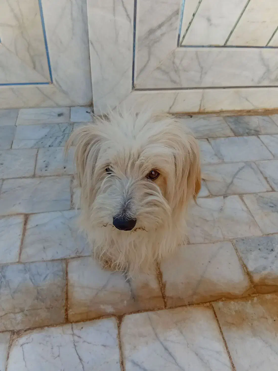 فروش قیمت ۲ ملیون تومان با تخفیف|سگ|کشکوئیه, |دیوار