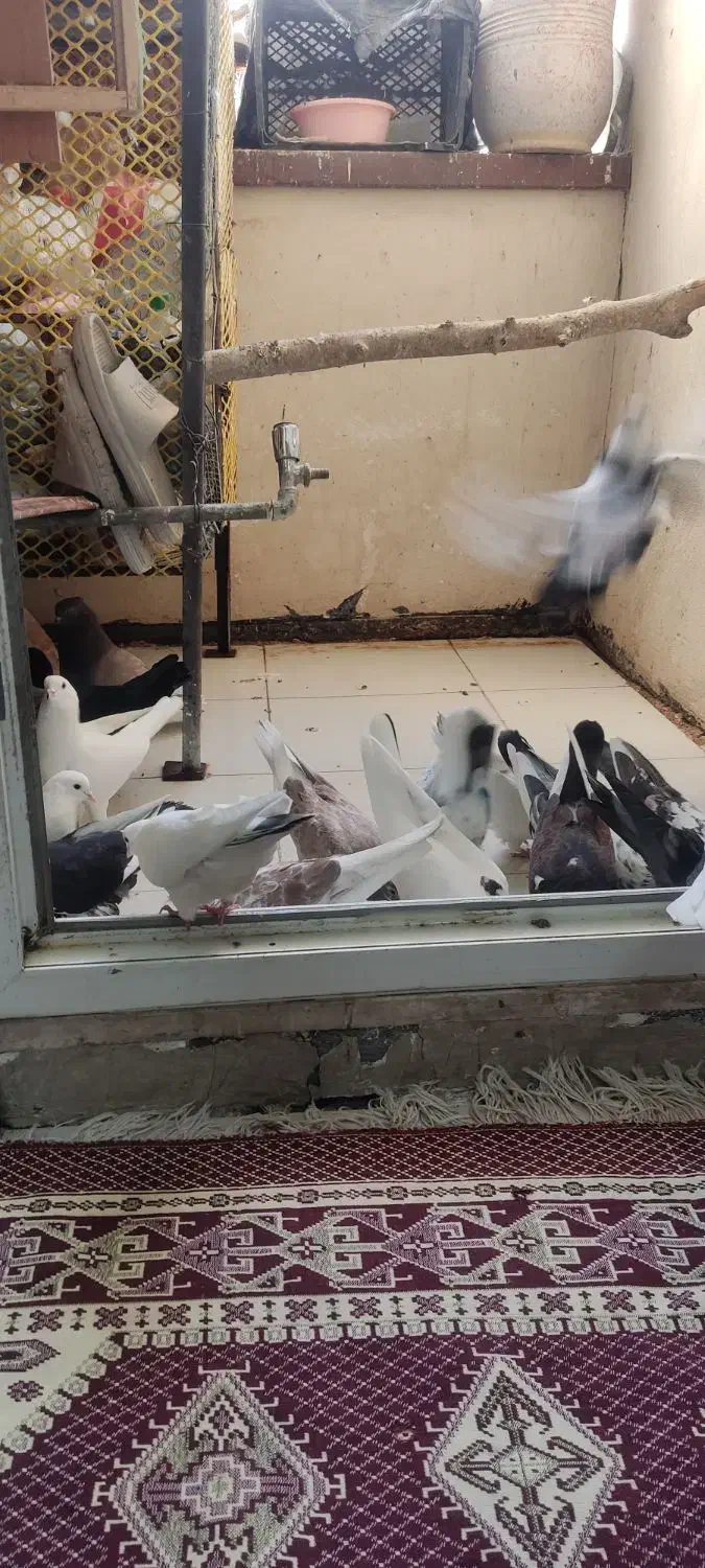 کفتر|پرنده|رودهن, |دیوار