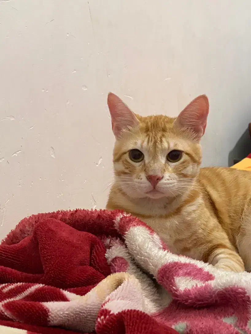 فروش گربه نر|گربه|آمل, |دیوار