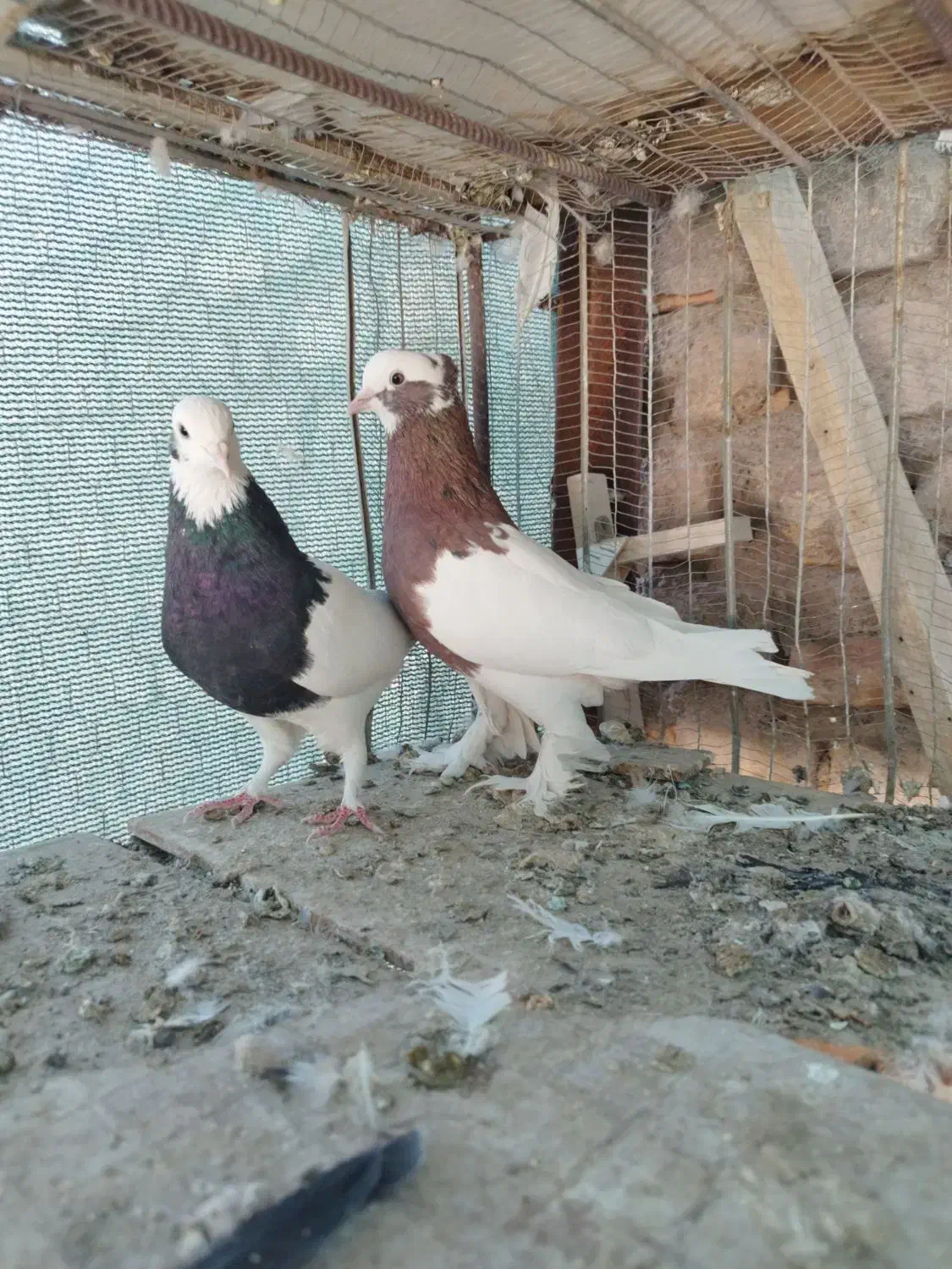 4 جفت طوقی عتیقه|پرنده|رفسنجان, |دیوار