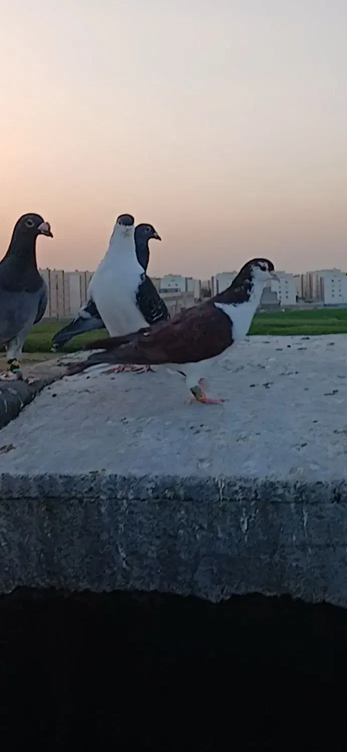 ساده سرخ دم رخ منجوق به پا گمشده منطقه طبرسی|حیوانات|مشهد, طبرسی شمالی|دیوار