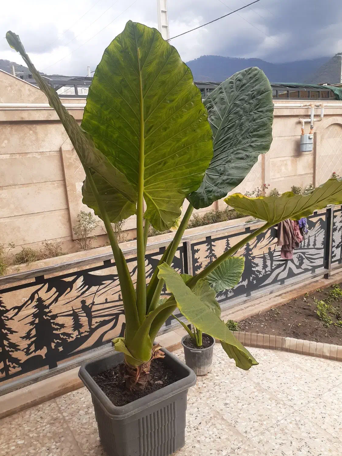 فروش گل|گل و گیاه طبیعی|رامیان, |دیوار