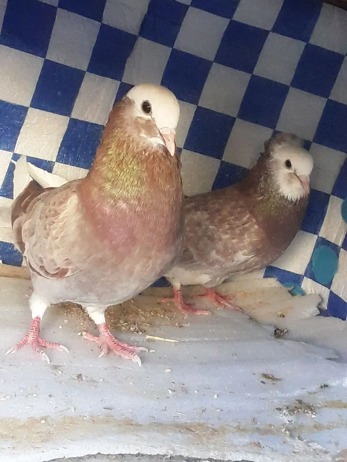 یک جفت کفترنقش پرشی وعالی|پرنده|حمیدیا, |دیوار