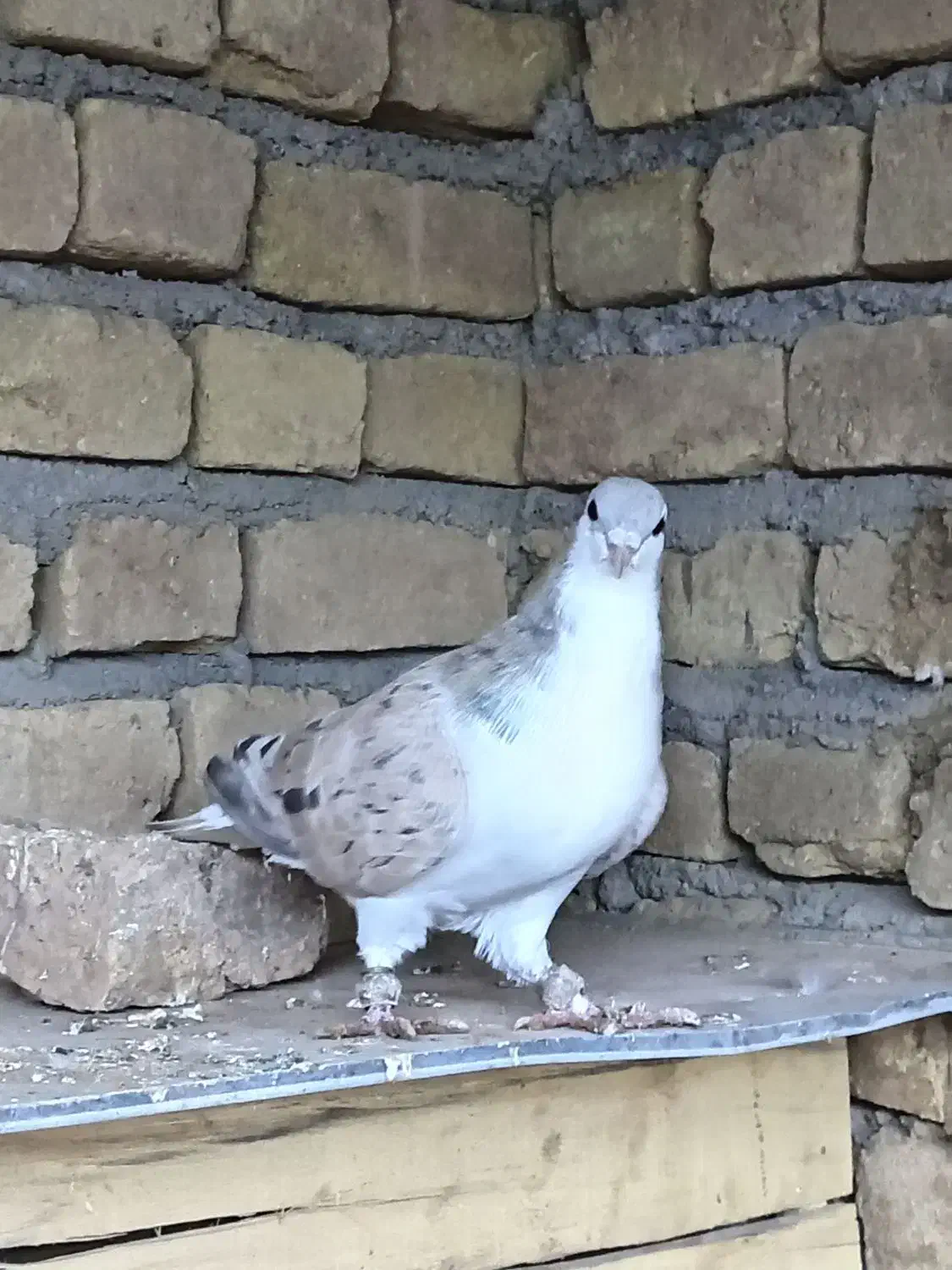 پرنده کبوتر|پرنده|میان جلگه, |دیوار