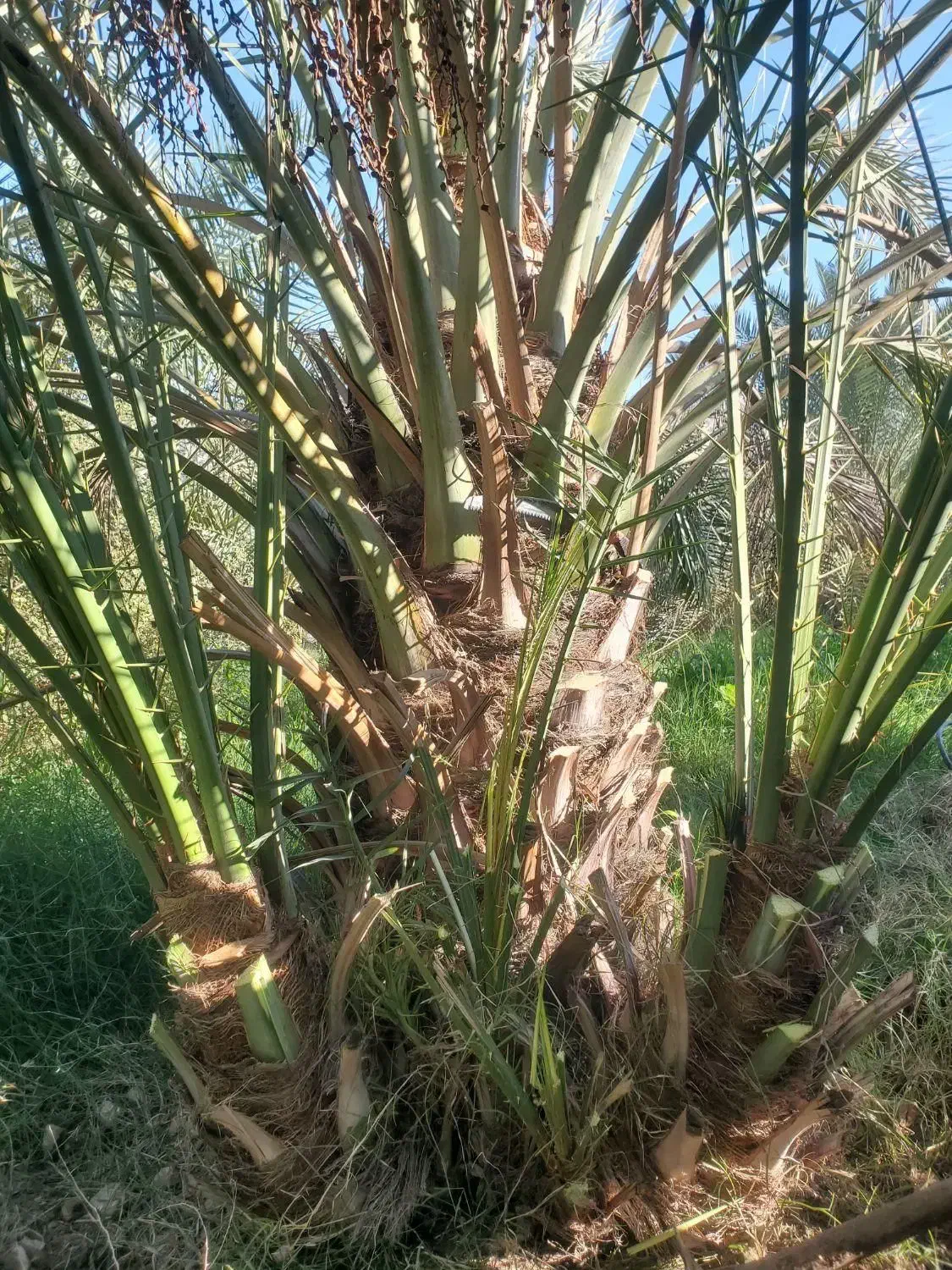 فروش پاجوش جنگ درخت خرما|گل و گیاه طبیعی|نرماشیر, |دیوار