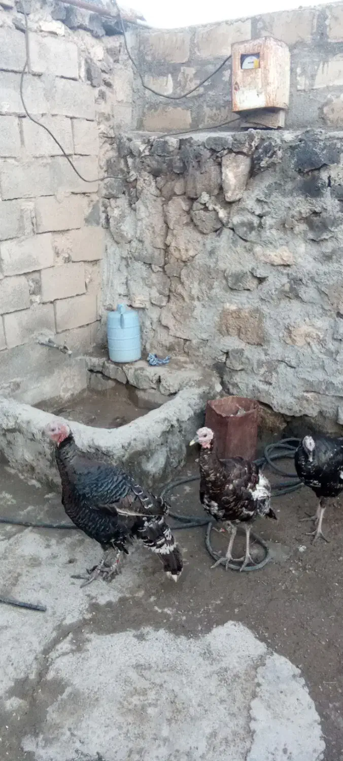 بوقلمون فروشی برای اهالی ماکو|حیوانات مزرعه|پلدشت, |دیوار