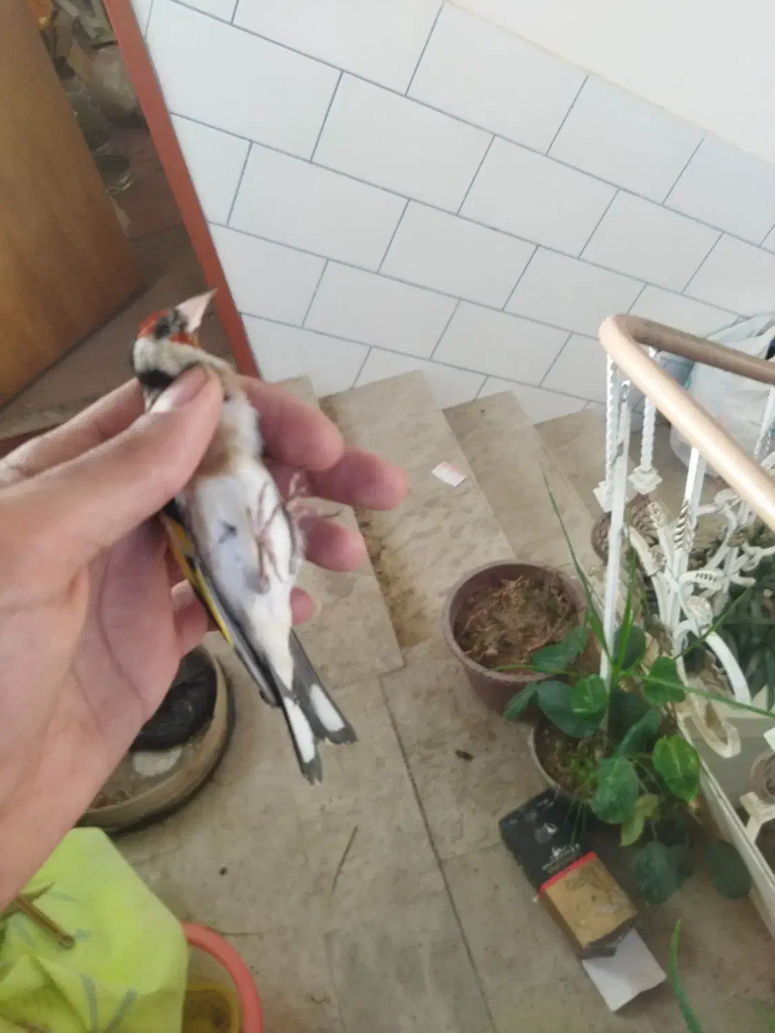 سهره طلایی|پرنده|شهرکرد, |دیوار