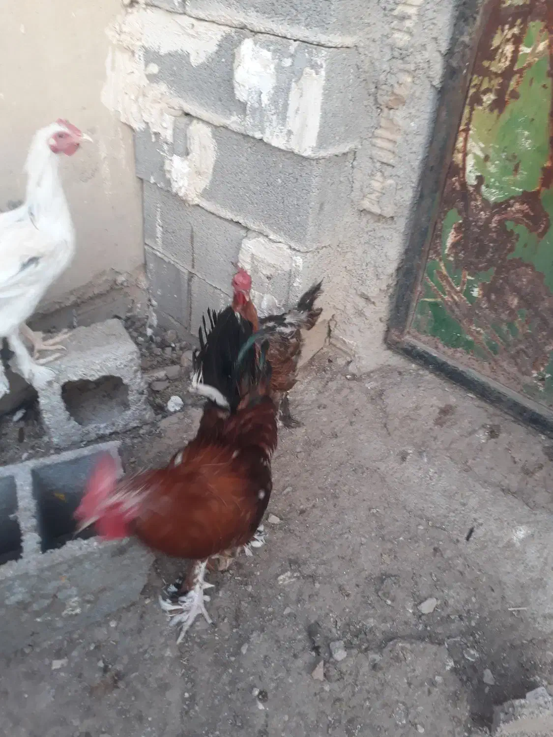 حیوانات مزرعه|حیوانات مزرعه|دهدشت, |دیوار